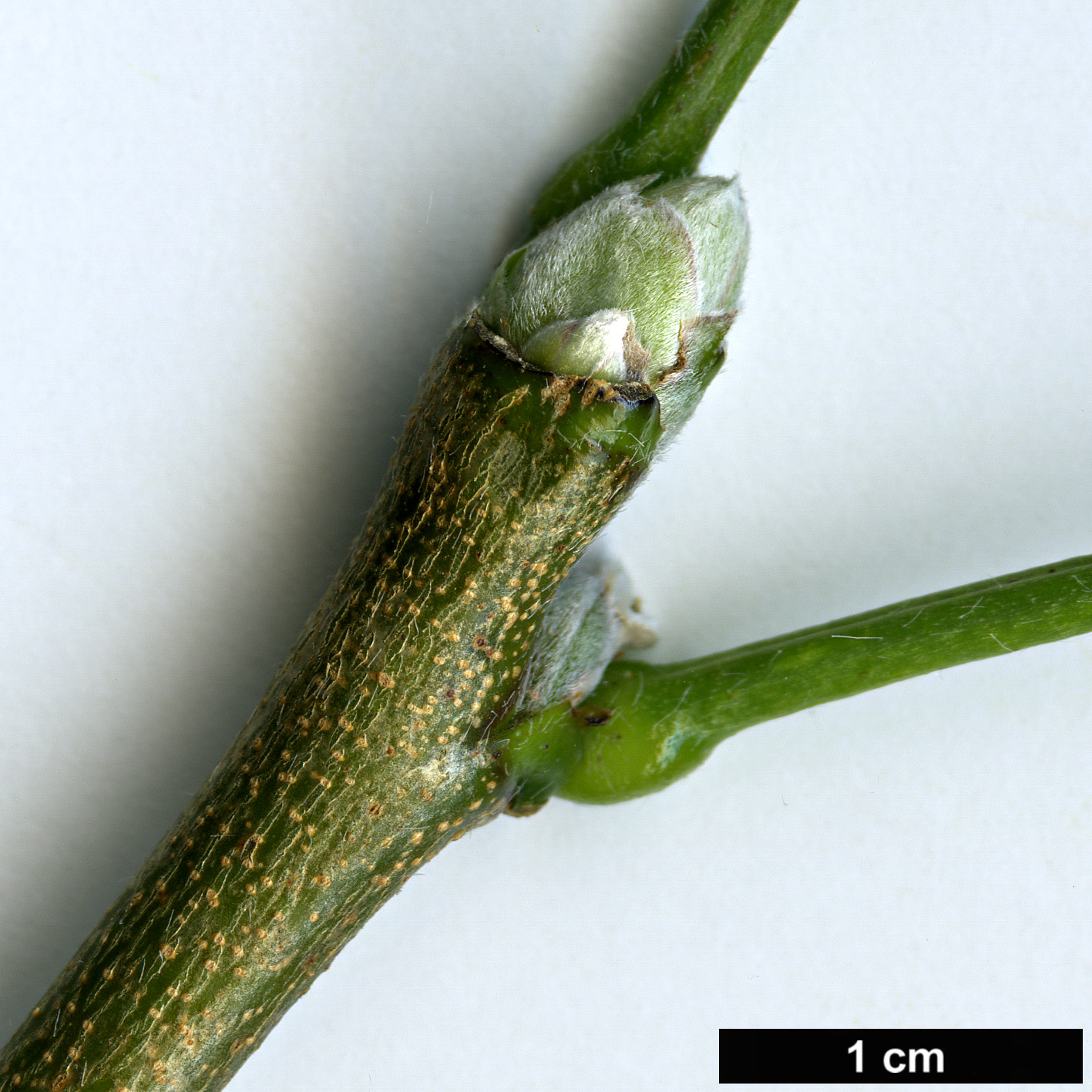 High resolution image: Family: Fabaceae - Genus: Laburnum - Taxon: alpinum